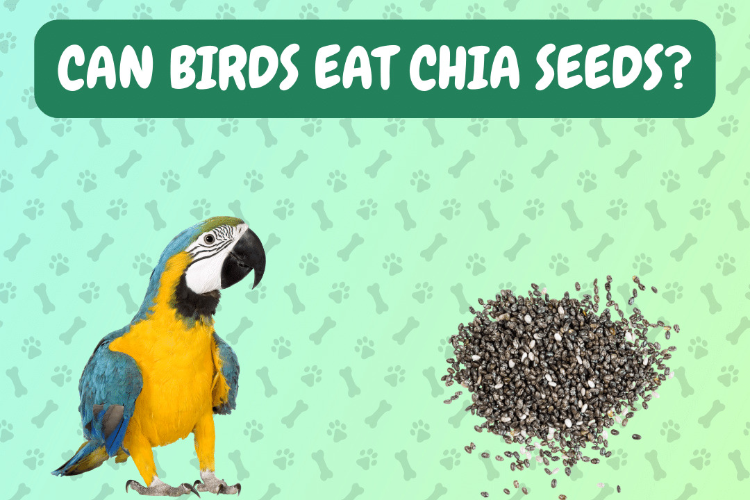 Can Birds Eat Chia Seeds?