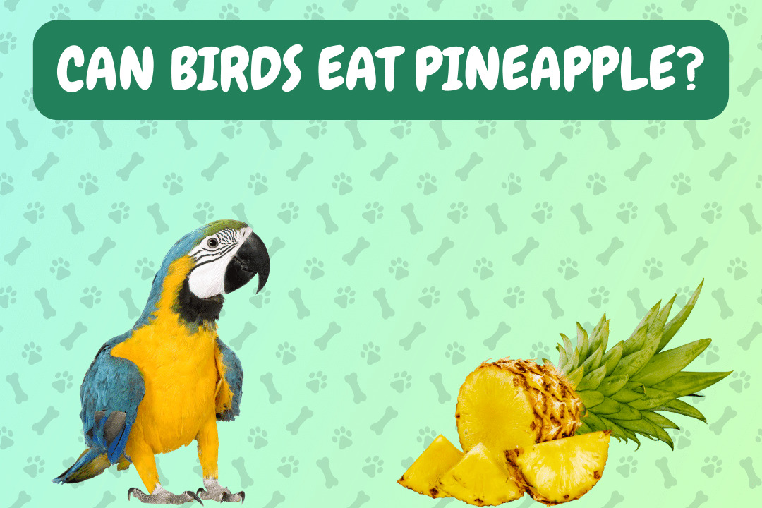 Can Birds Eat Pineapple?