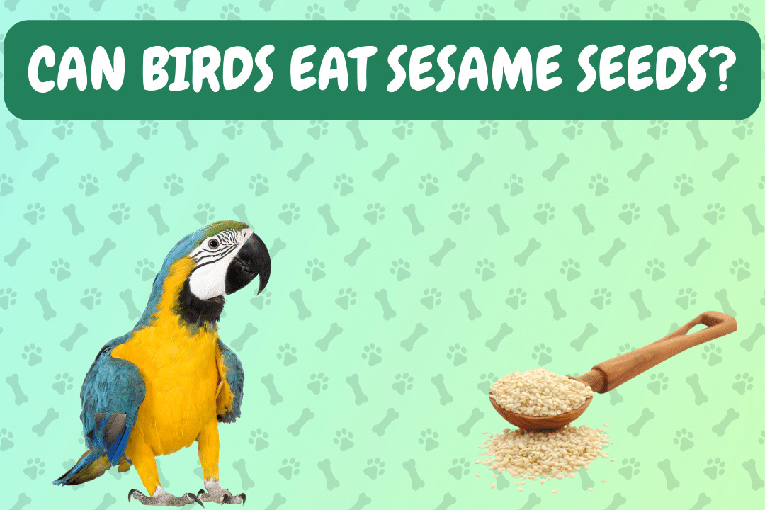Can Birds Eat Sesame Seeds?