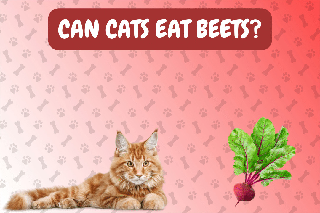 Can Cat Eat Beets