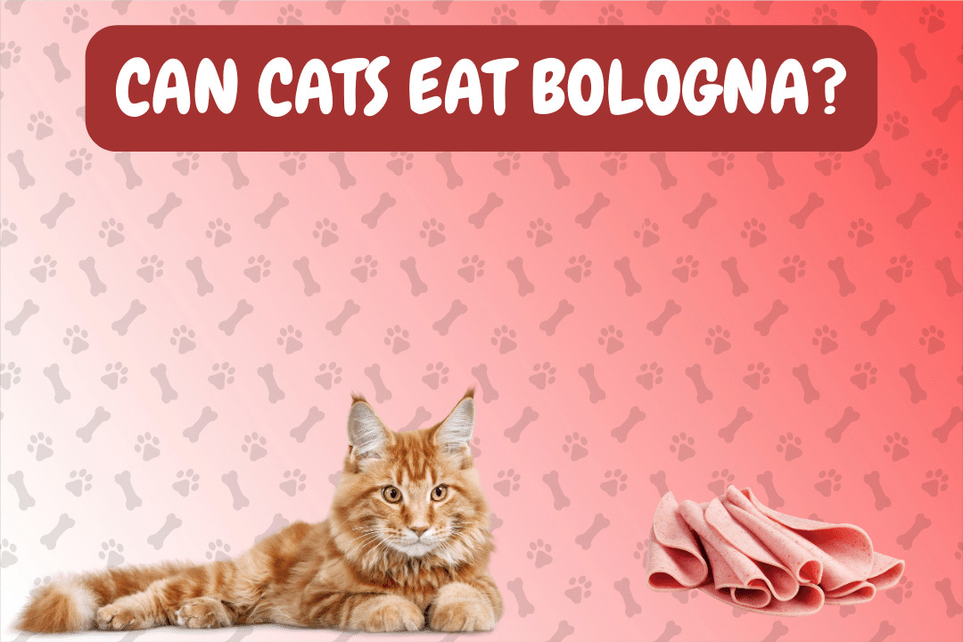 Can Cats Eat Bologna?