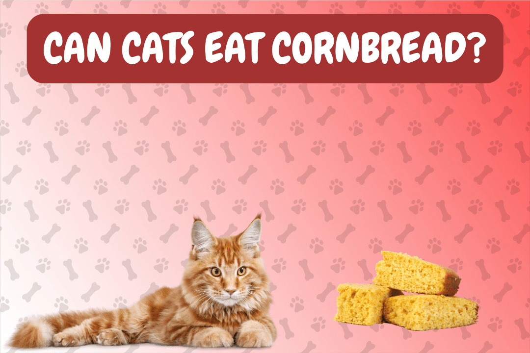 Can Cat Eat Cornbread