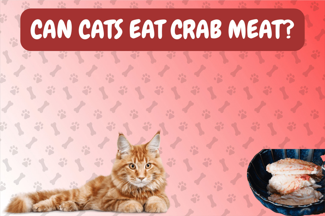 Can Cats Eat Crab Meat?