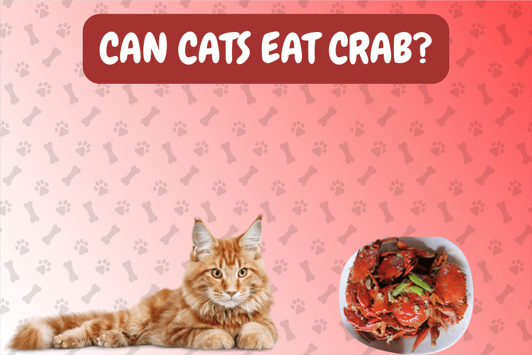 Can Cats Eat Crab?
