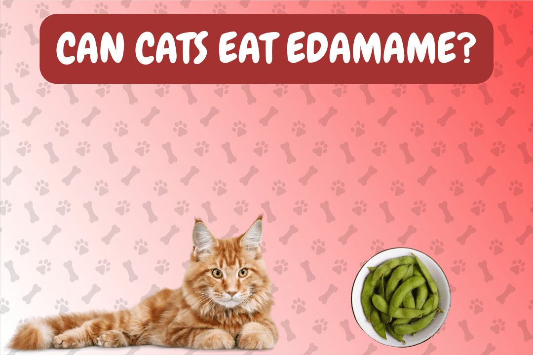 Can Cats Eat Edamame?