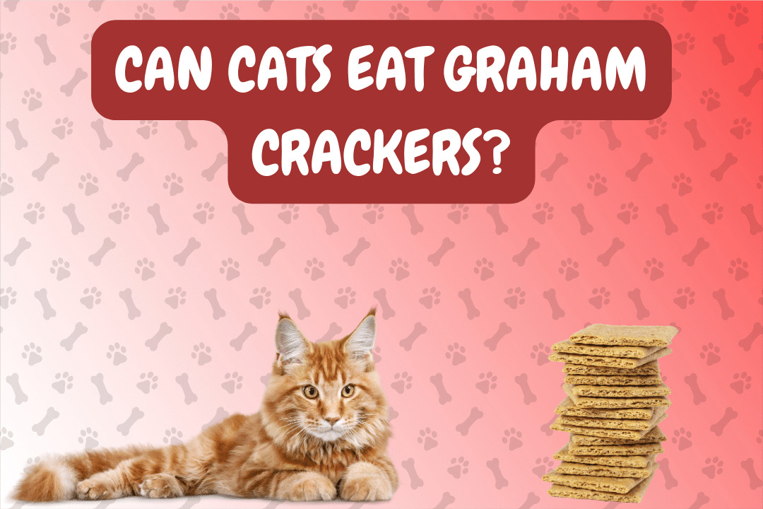 Can Cats Eat Graham Crackers?