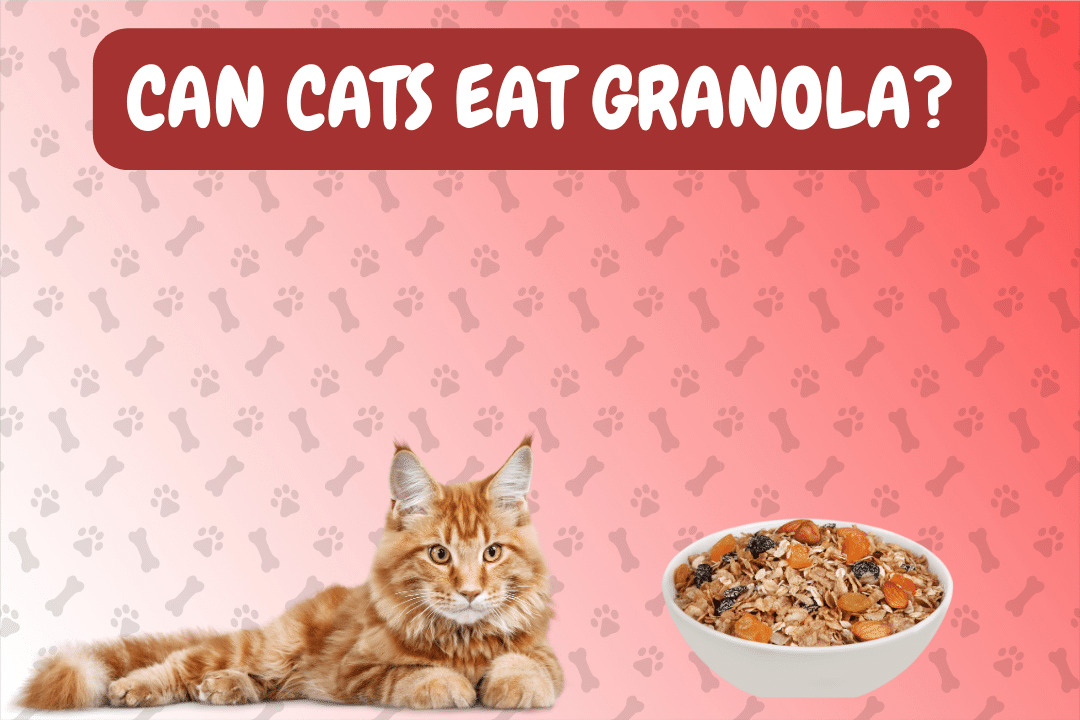 Can Cats Eat Granola?