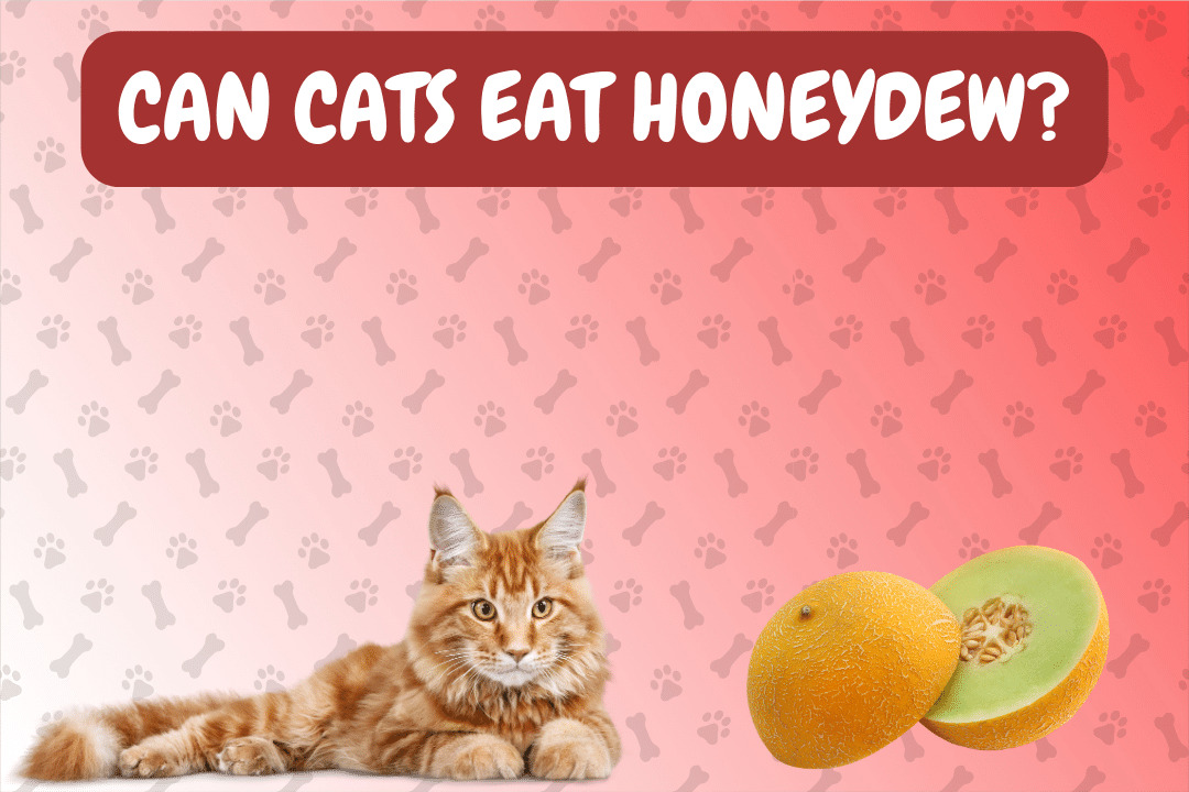 Can Cats Eat Honeydew?