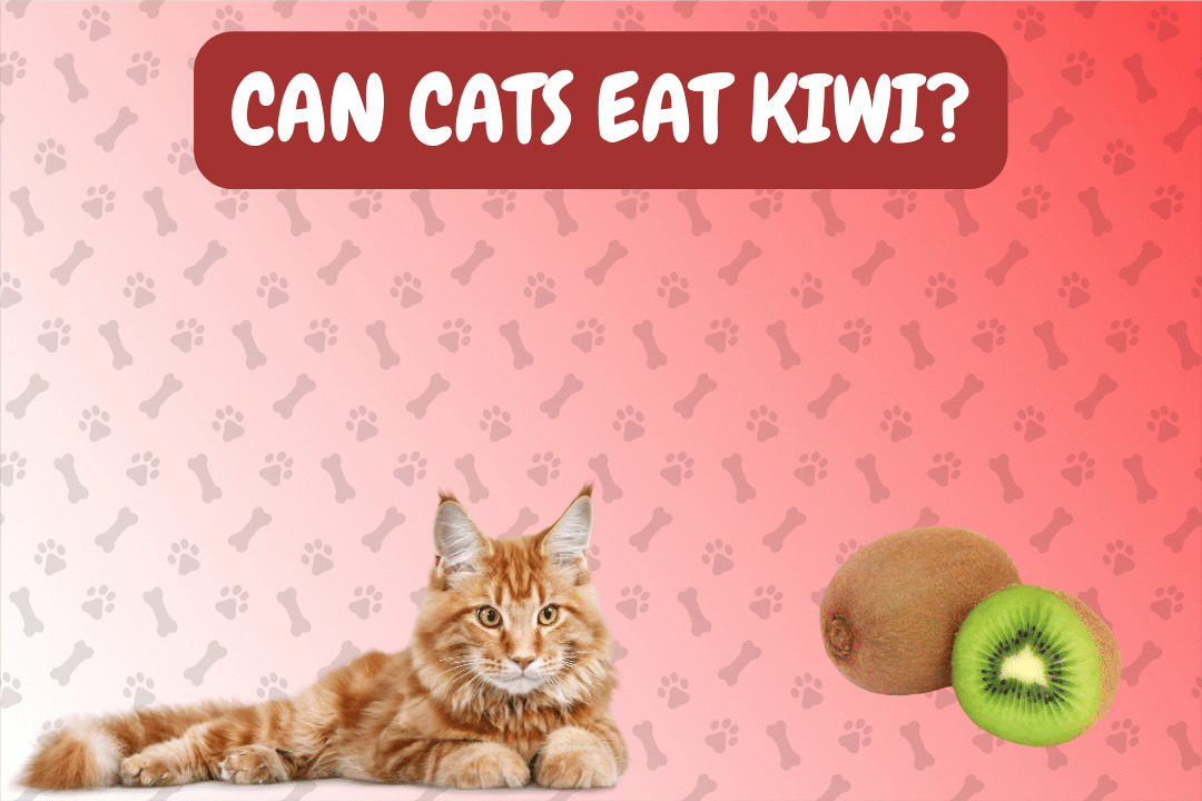 Can Cats Eat Kiwi?