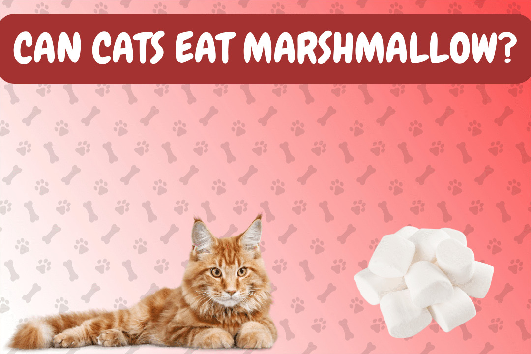 Can Cat Eat Marshmallows