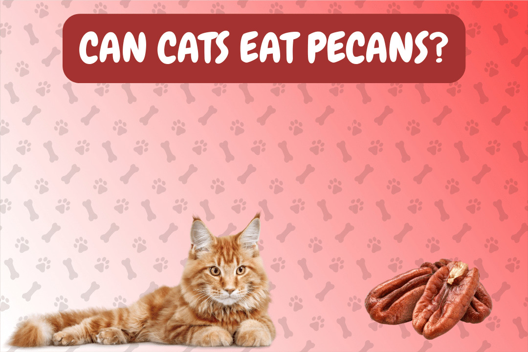 Can Cats Eat Pecans?