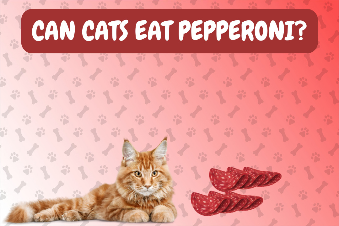 Can Cats Eat Pepperoni?