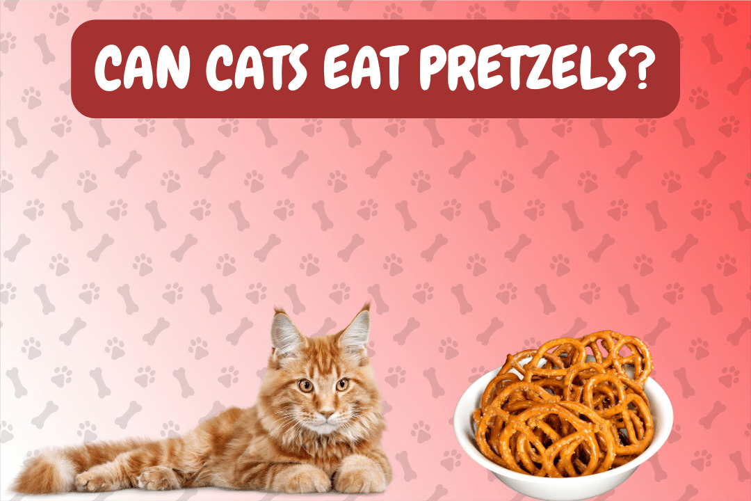 Can Cats Eat Pretzels?