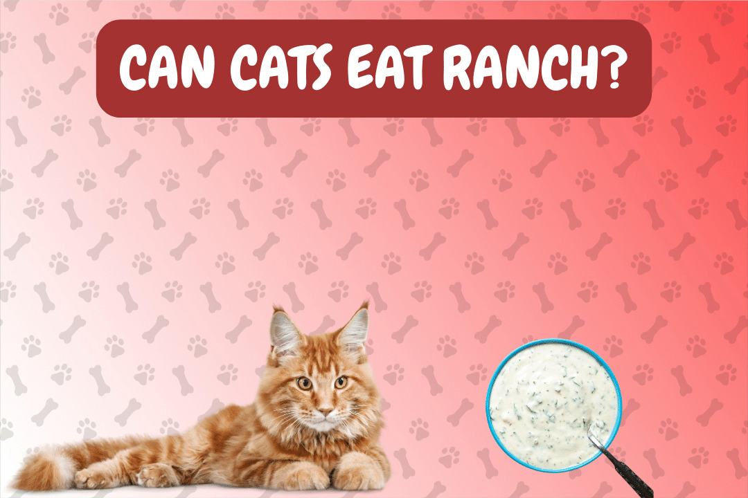 Can Cats Eat Ranch?