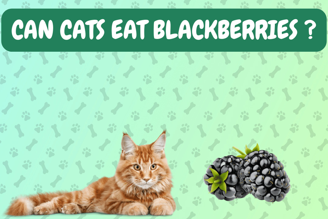 Can Cats Eat Blackberries