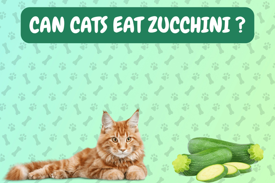 Can Cats Eat Zucchini?