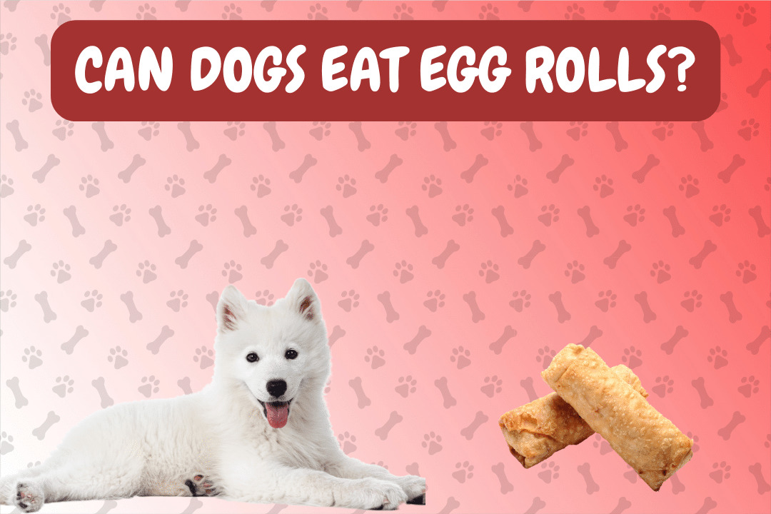 Can Dogs Eat Egg Rolls?