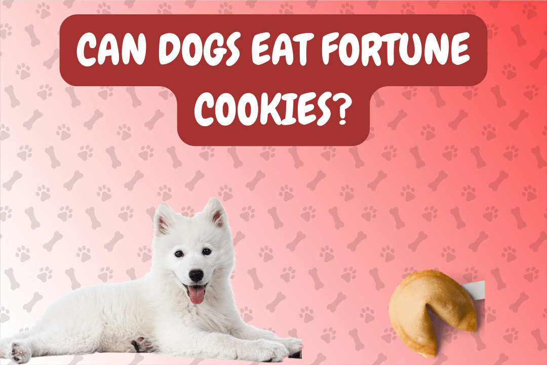 Can Dogs Eat Fortune Cookies?