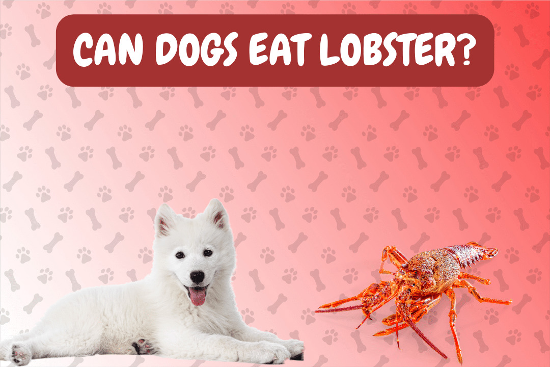 Can Dogs Eat Lobster?