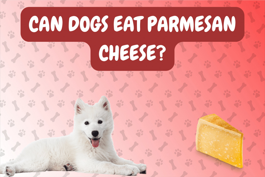 Can Dogs Eat Parmesan Cheese?