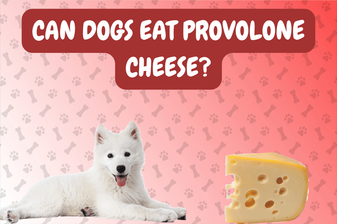Can Dogs Eat Provolone Cheese?