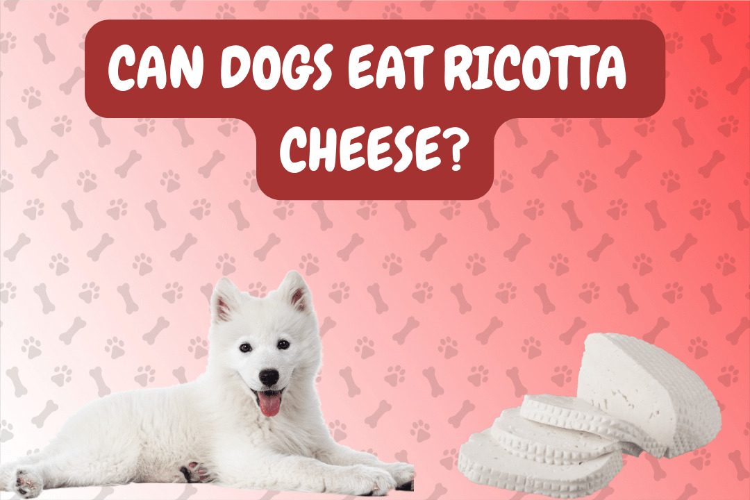 Can Dogs Eat Ricotta Cheese