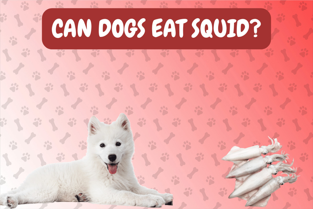 Can Dogs Eat Squid