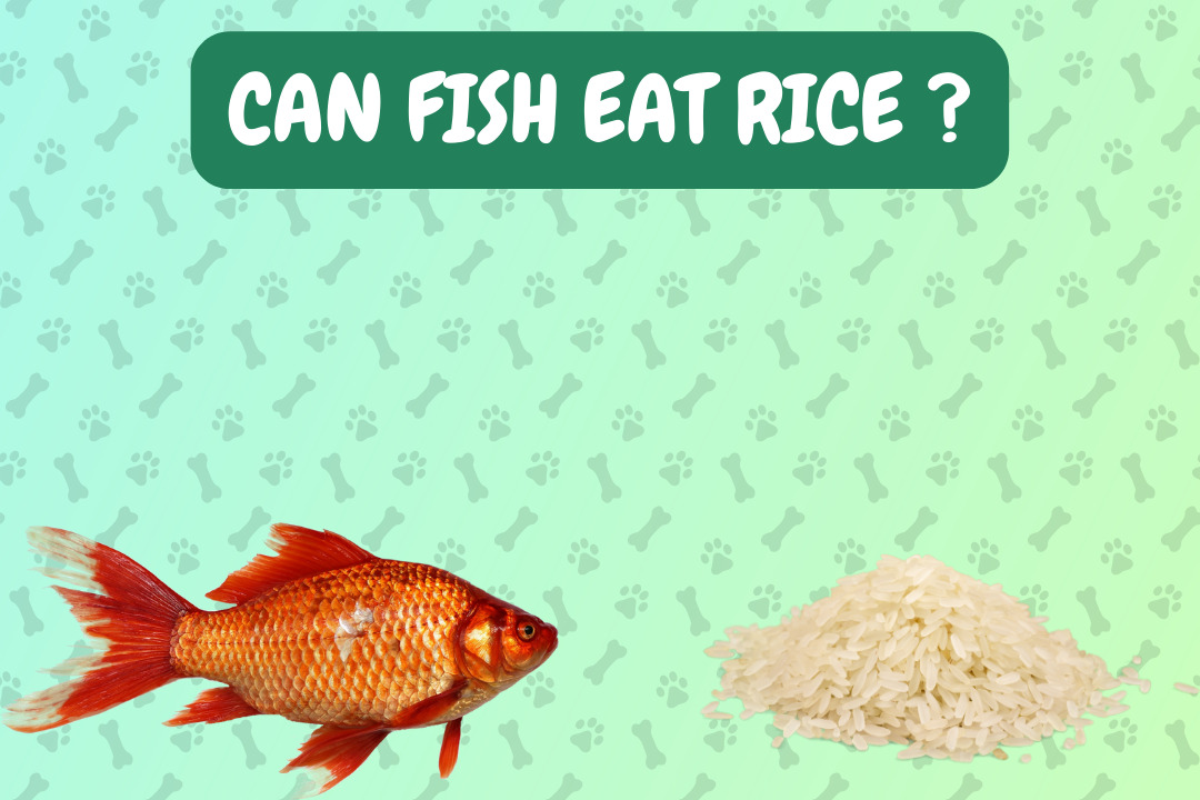 Can Fish Eat Rice?