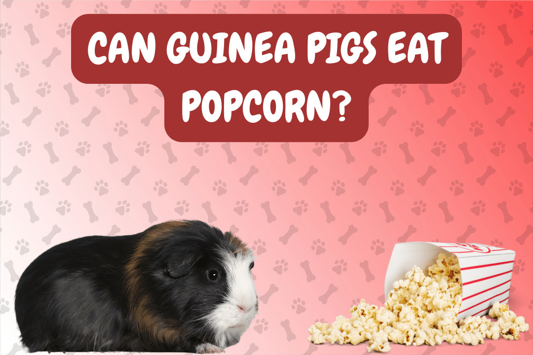 Can Guinea Pigs Eat Popcorn?