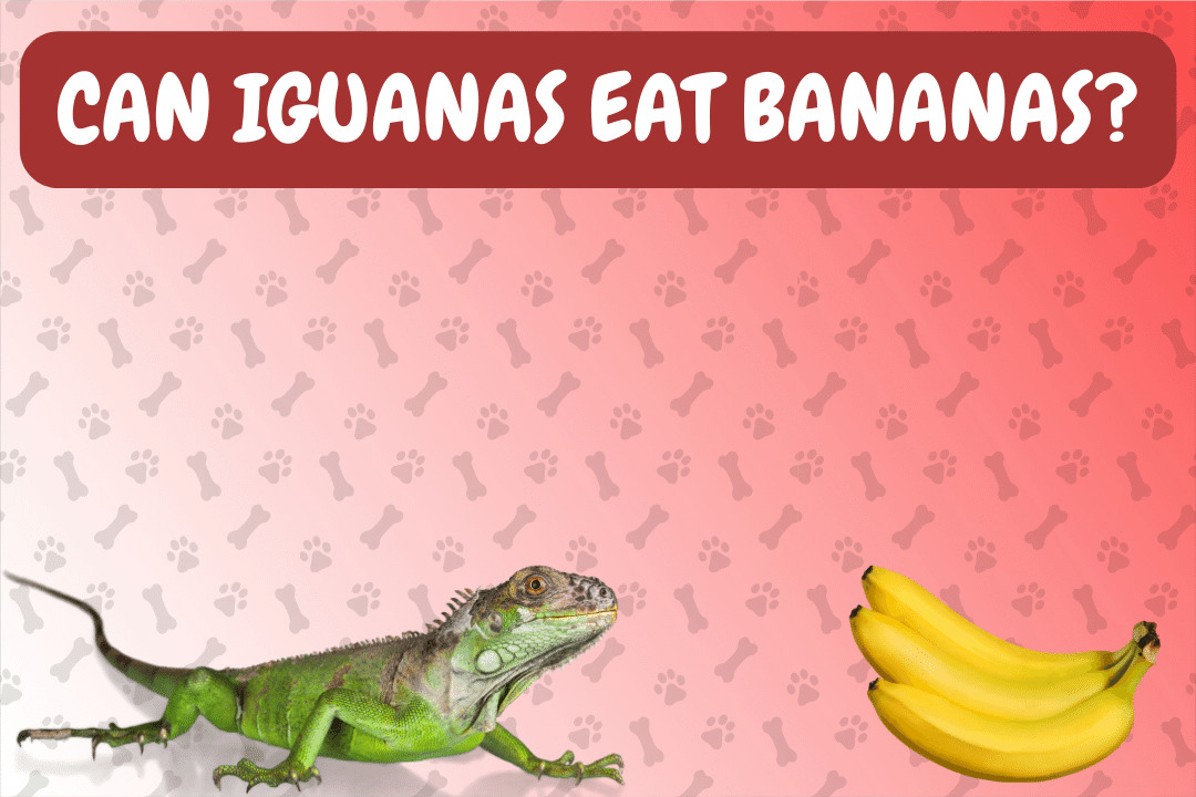 Can Iguanas Eat Bananas?