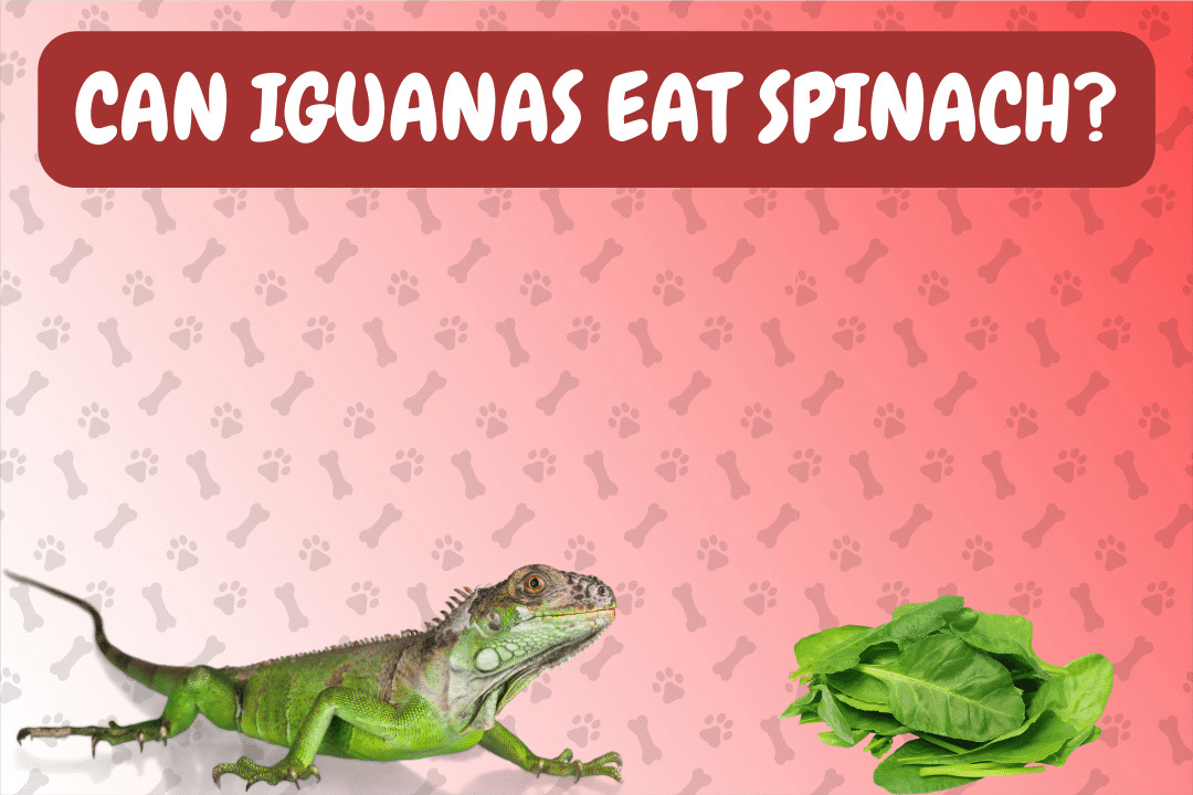 Can Iguanas Eat Spinach?