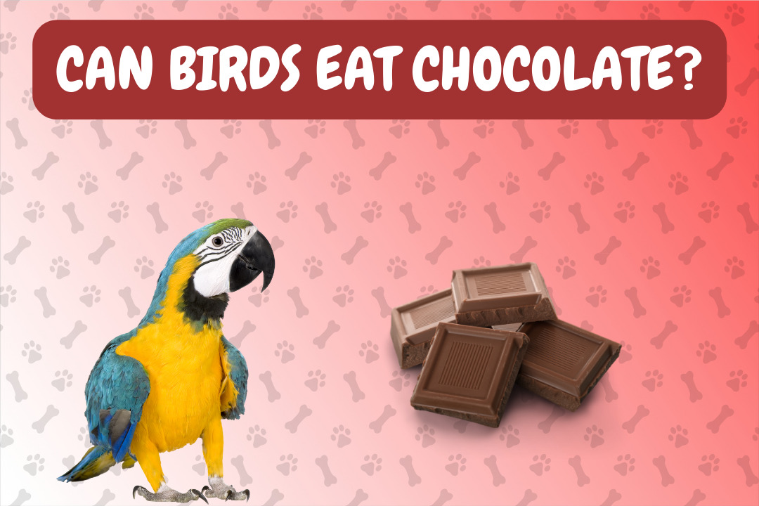 Can Birds Eat Chocolate?