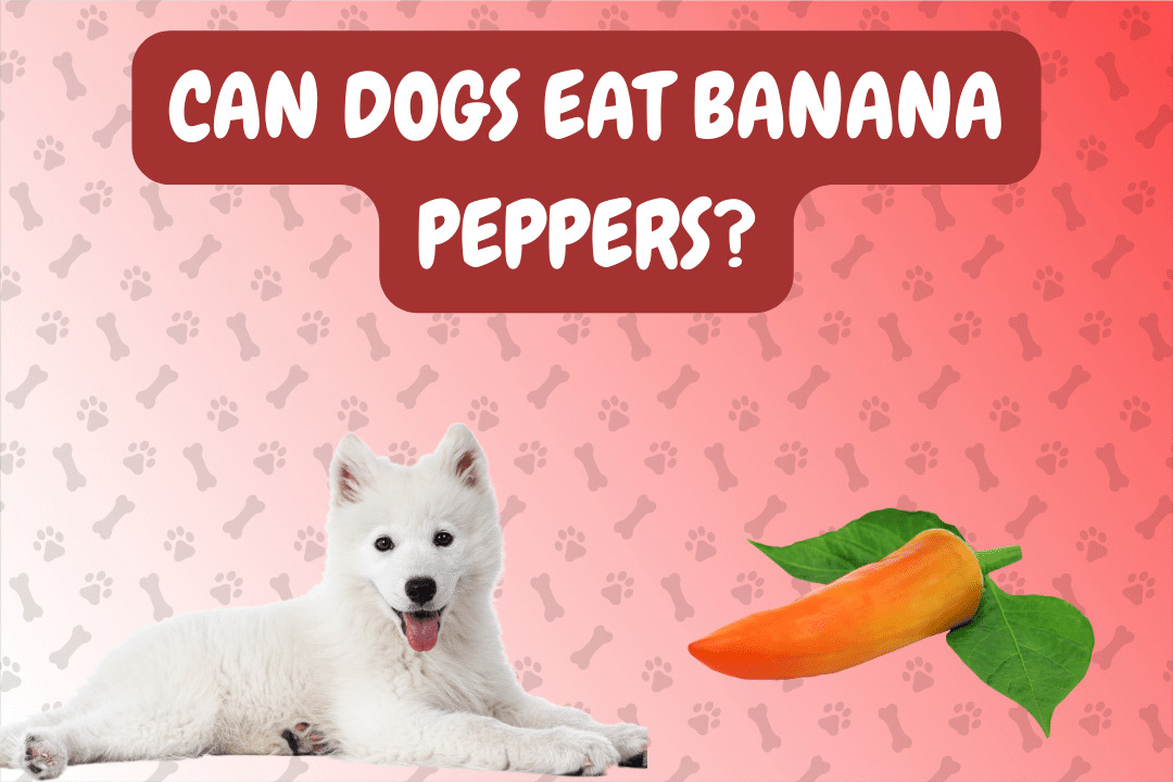 Can Dogs Eat Banana Peppers?