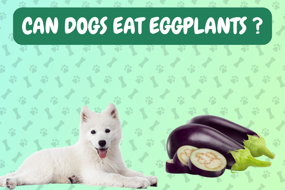 Can Dogs Eat Eggplants?