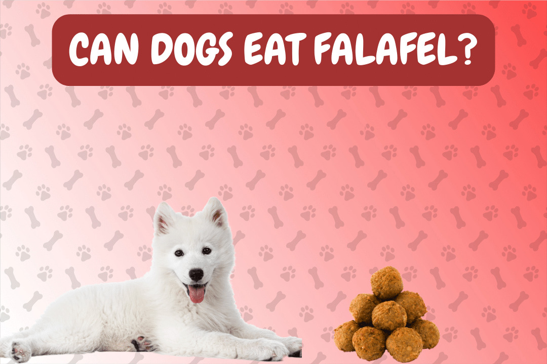 Can Dogs Eat Falafel?