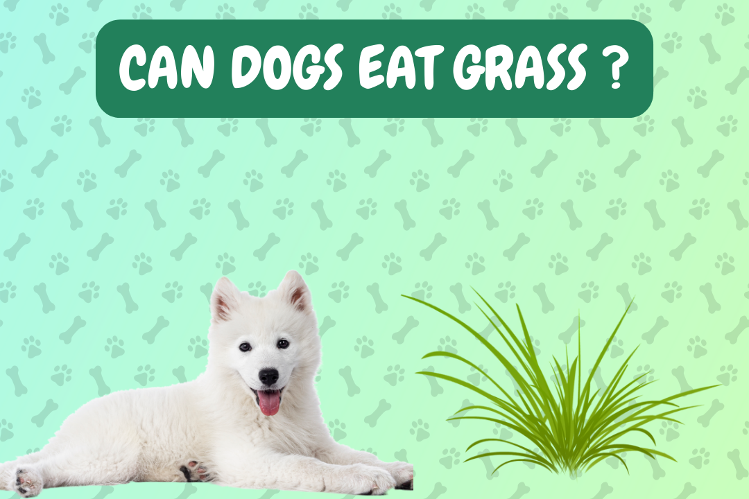 Can dogs eat grass