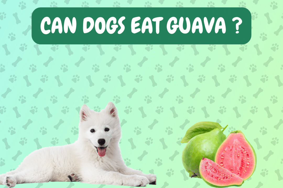 Can Dogs Eat Guava?