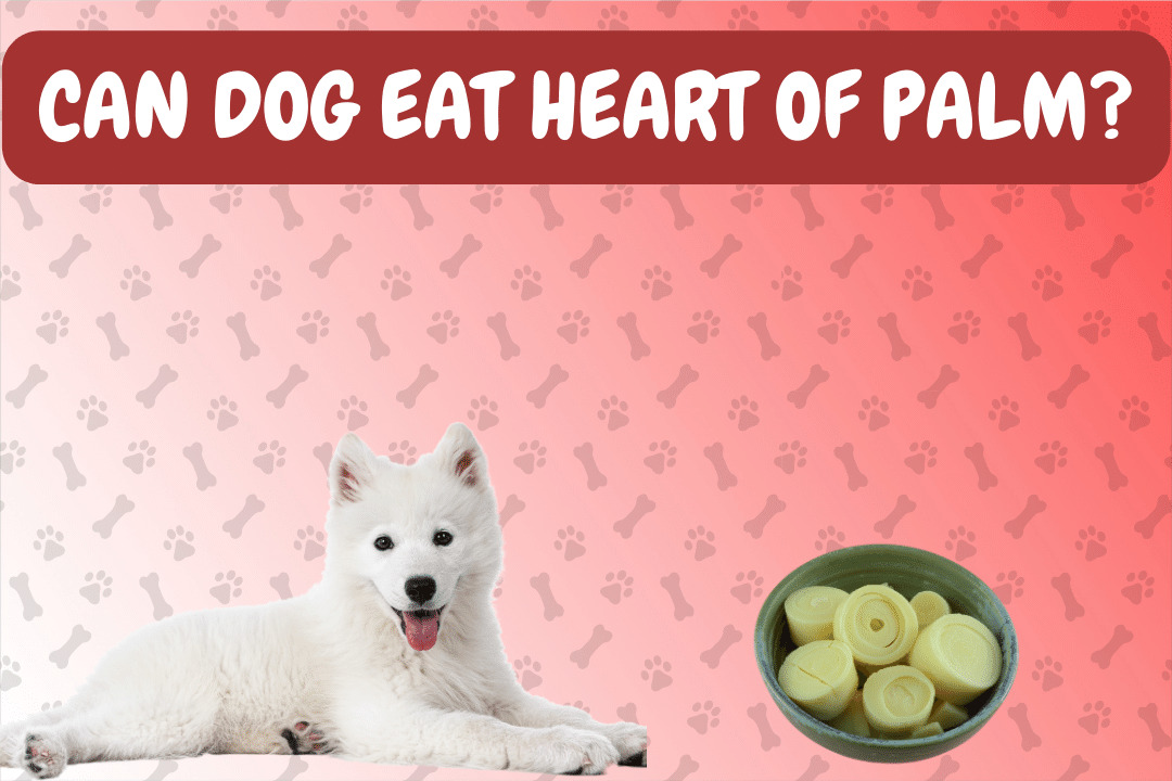 Can Dogs Eat Hearts of Palm?
