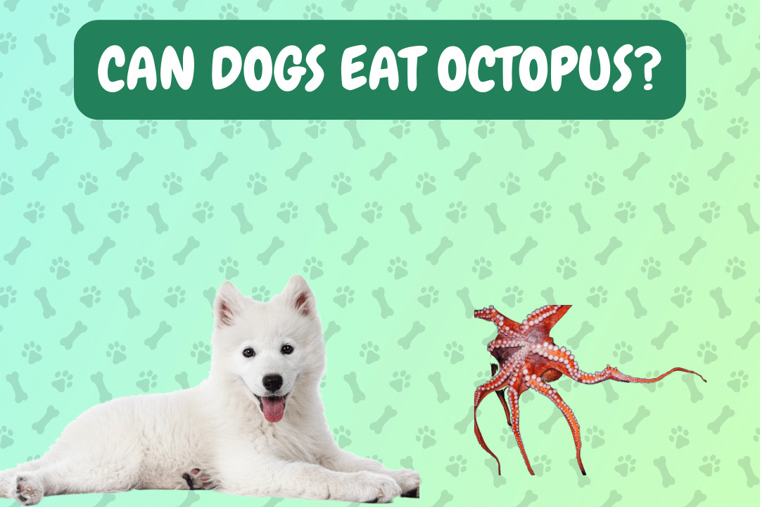 Can dogs eat octopus