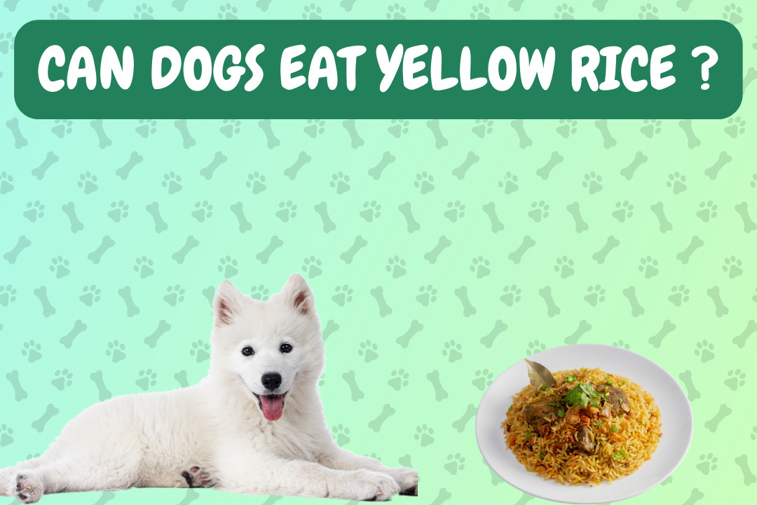 Can Dogs Eat Yellow Rice?