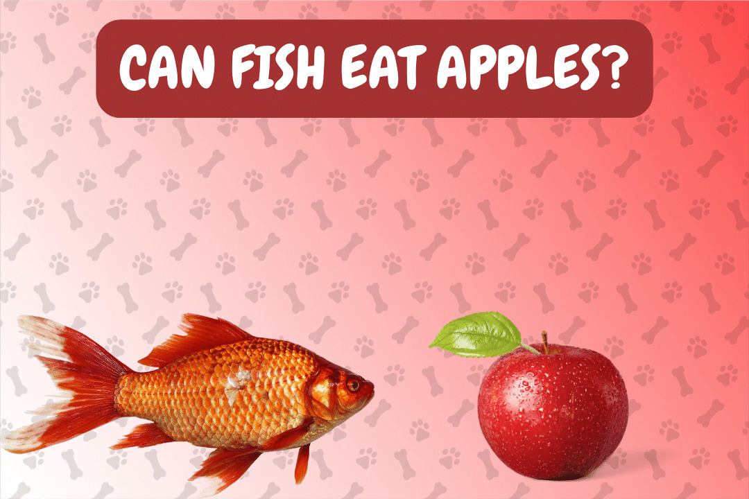 Can Fish Eat Apples?