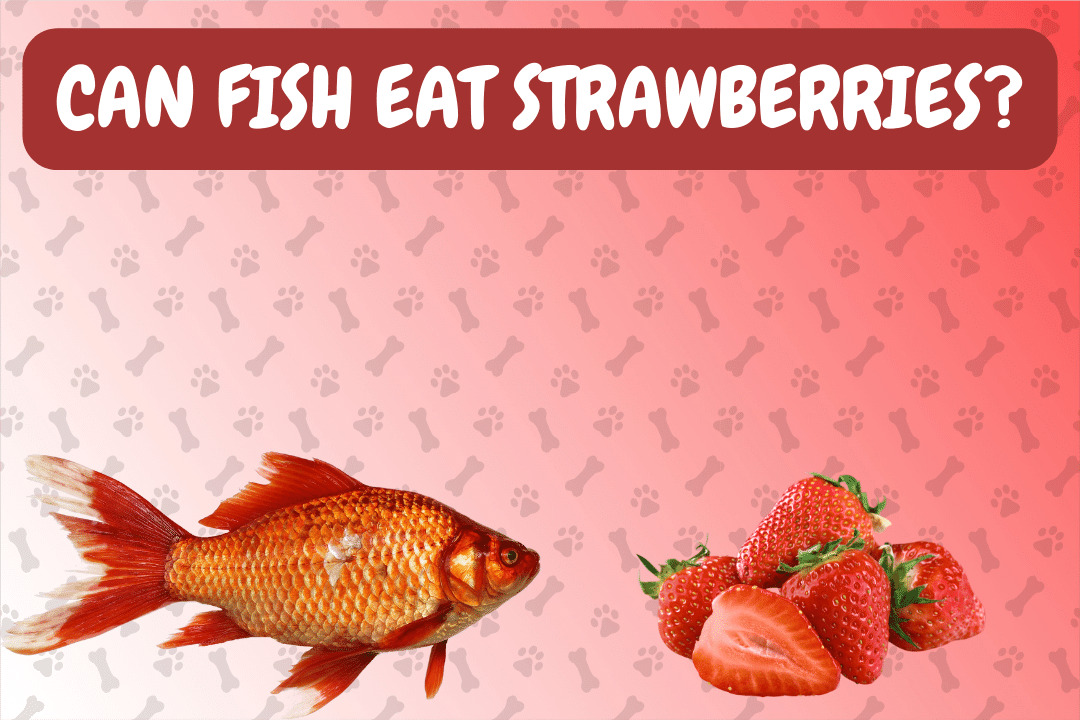 Can Fish Eat Strawberries?