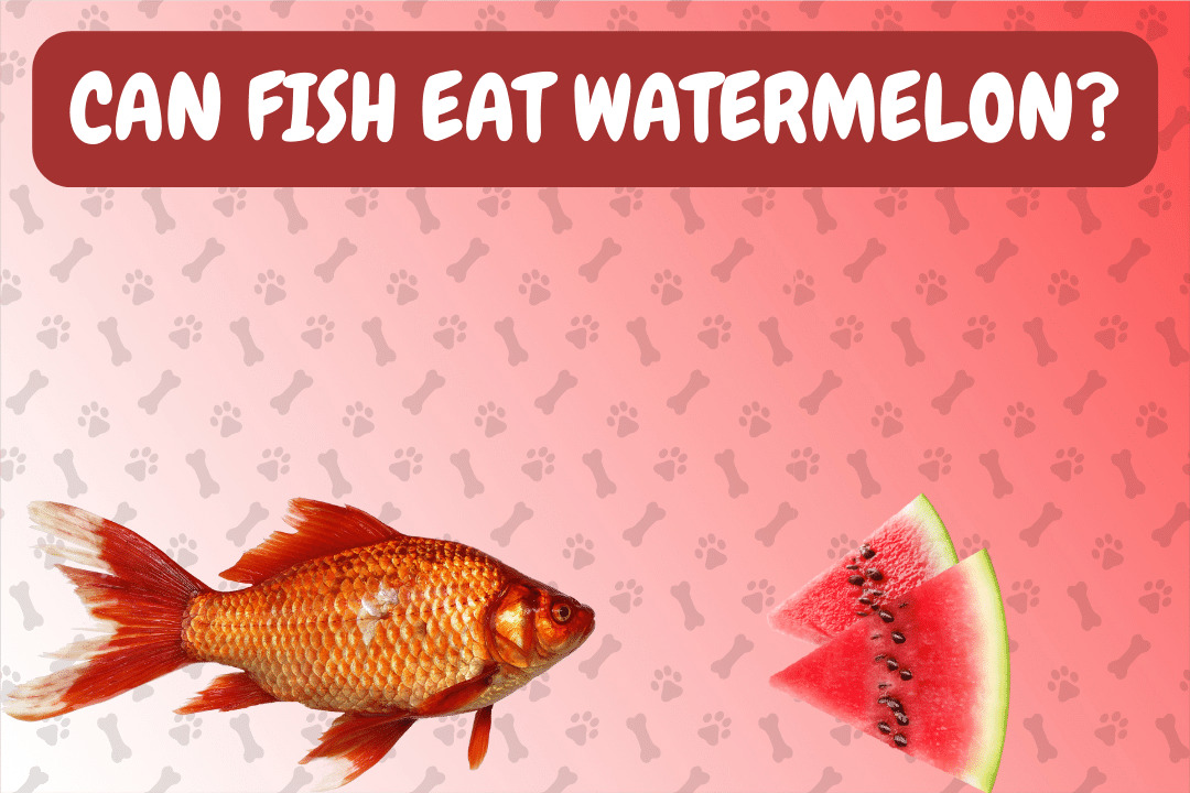Can Fish Eat Watermelon?