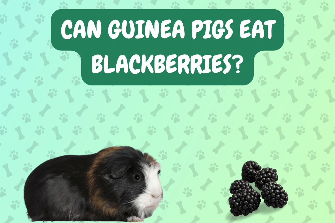 Can Guinea Pigs Eat Blackberries?