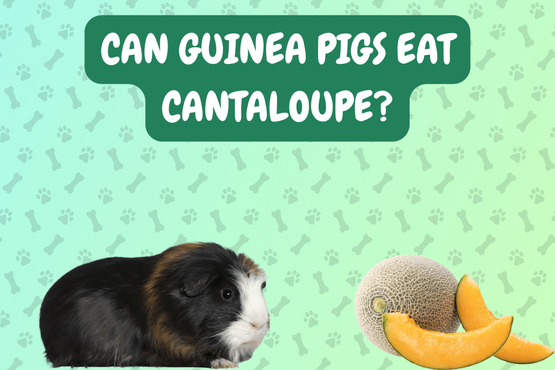 Can Guinea Pigs Eat Cantaloupe?