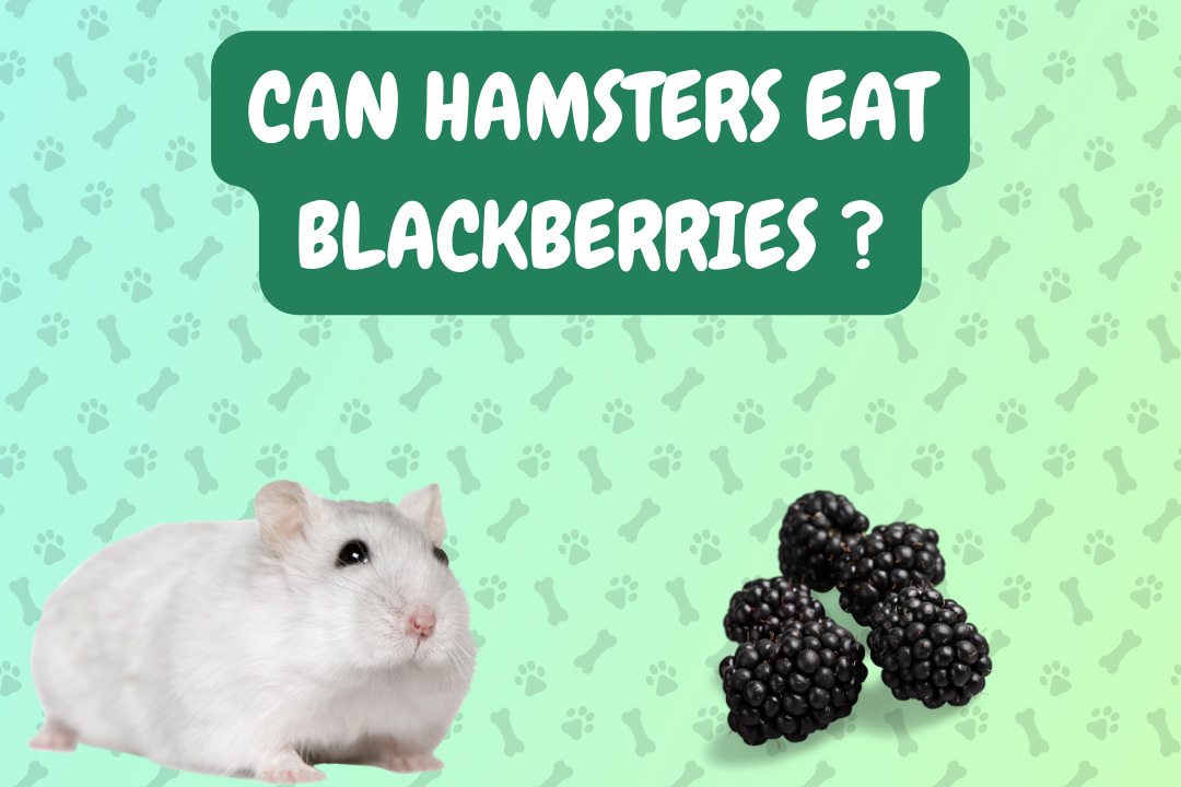 Can Hamsters Eat Blackberries?