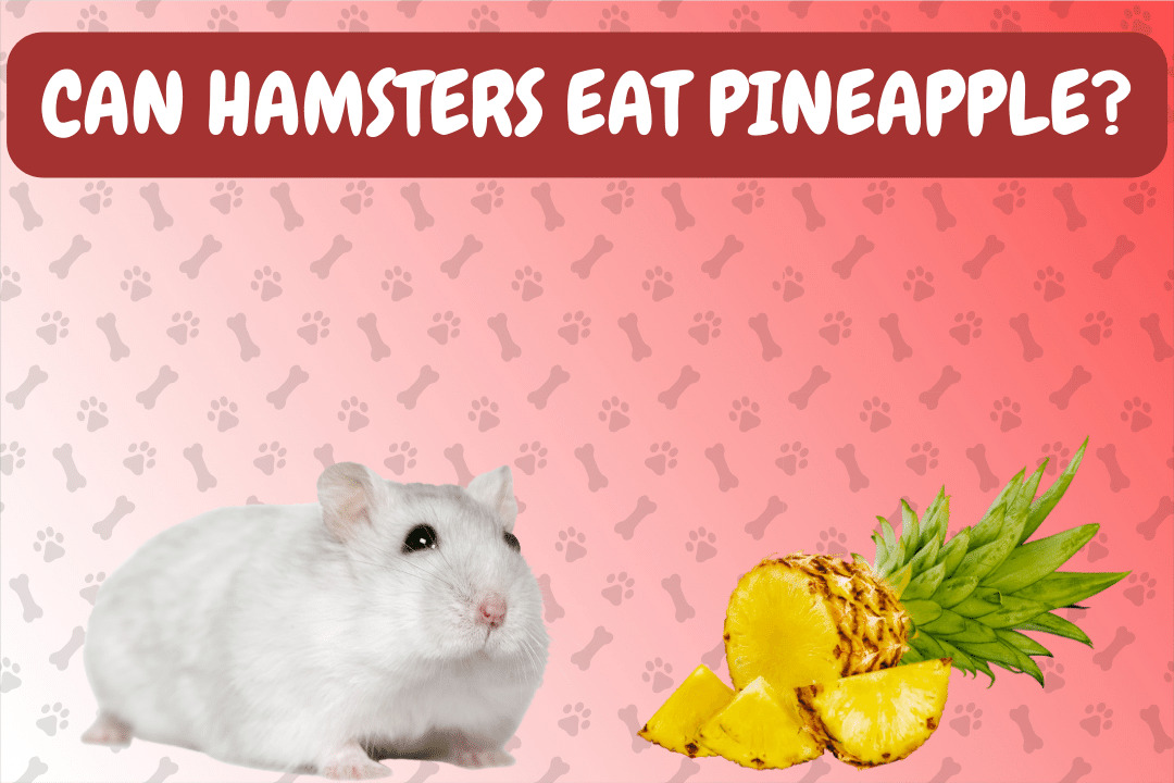 Can Hamsters Eat Pineapple?