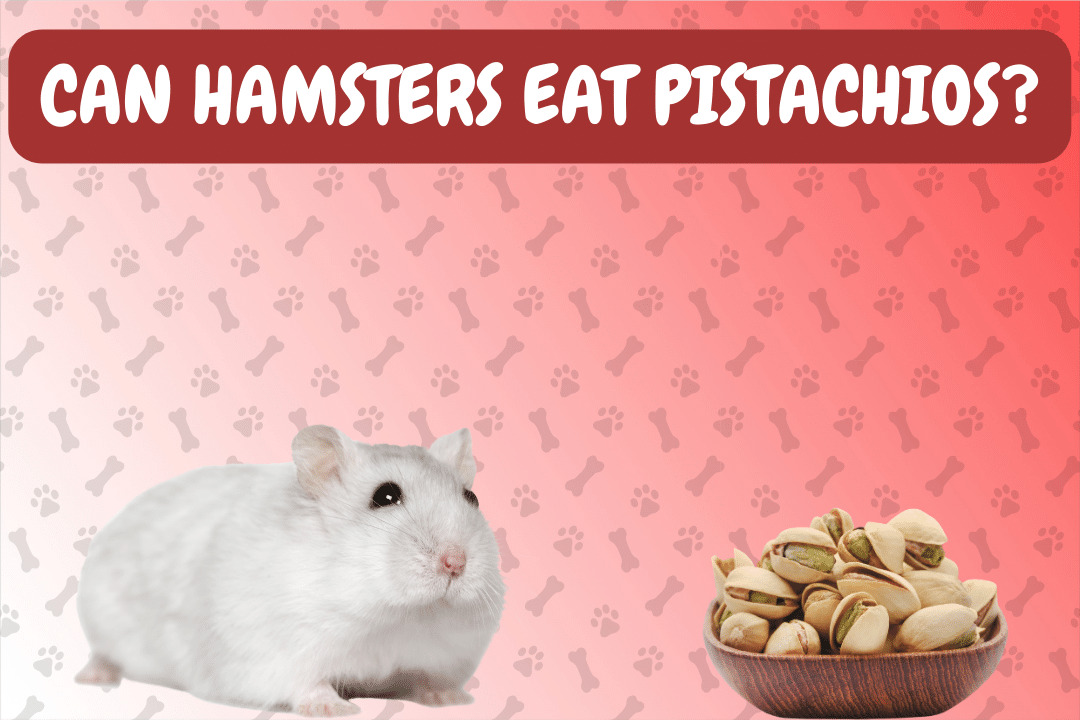 Can Hamsters Eat Pistachios?