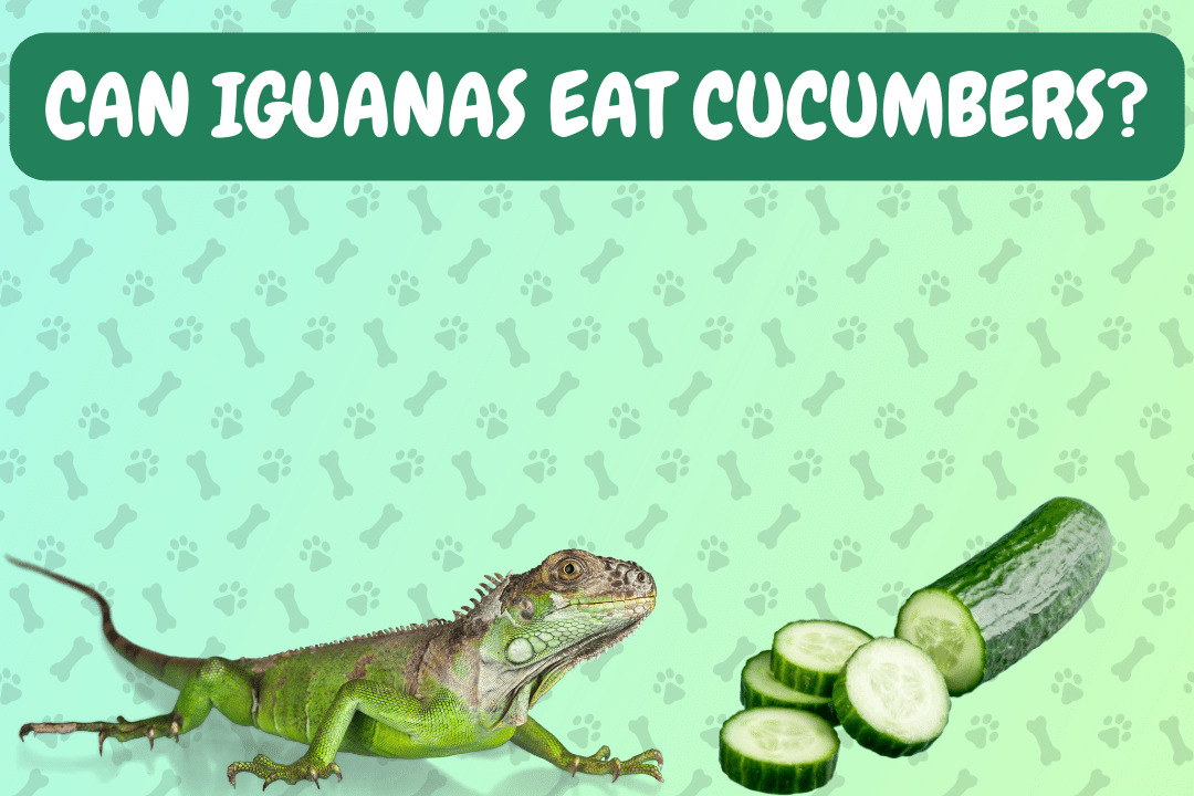 Can Iguanas Eat Cucumbers?
