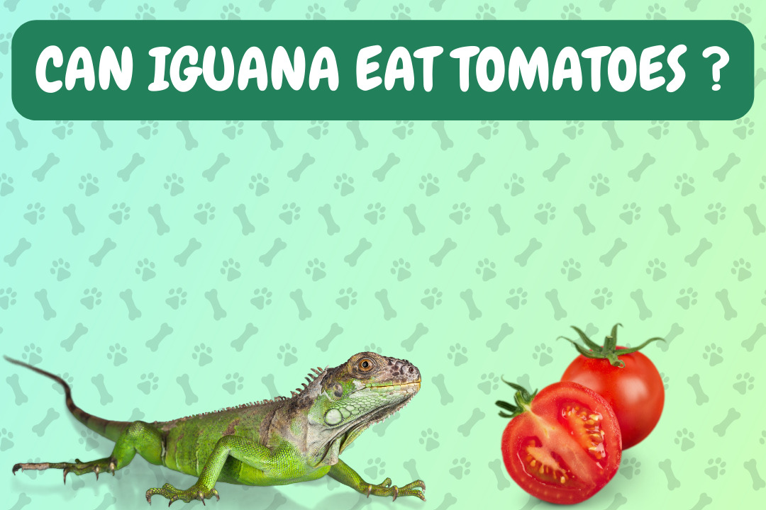Can Iguanas Eat Tomatoes?